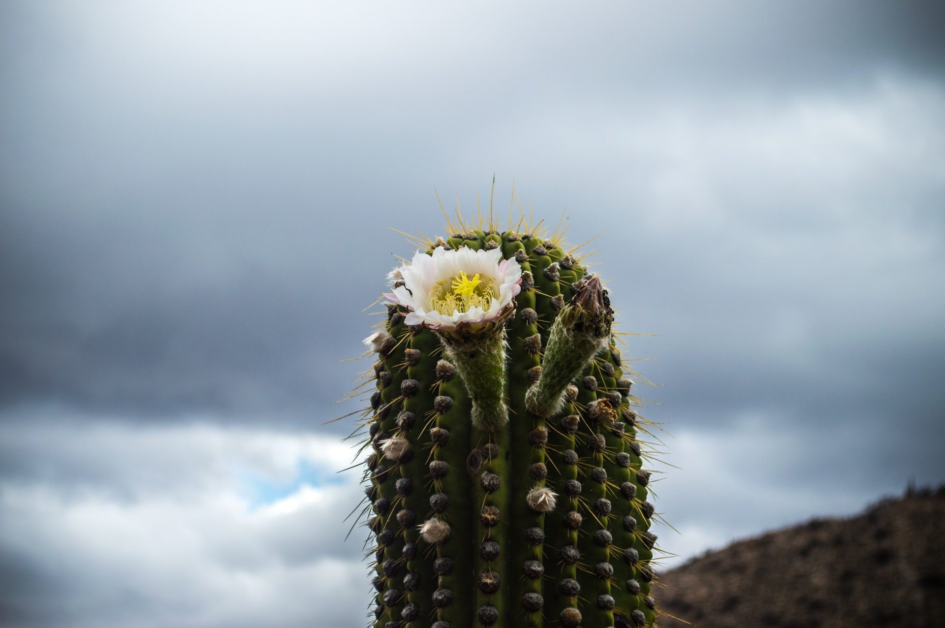005 Best Cactus Flower Wallpaper Hd Free - Thought On Preaching - HD Wallpaper 