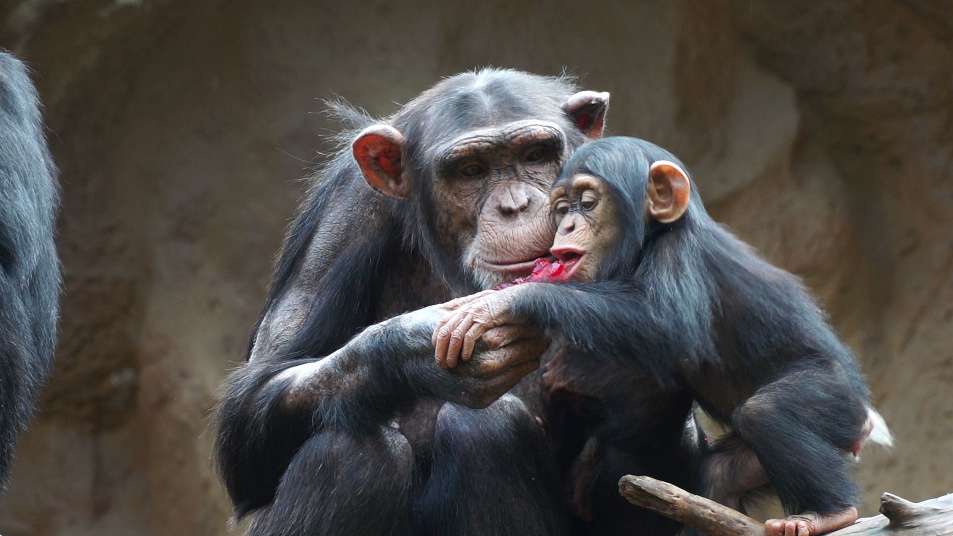 Chimpance Y Su Cria - HD Wallpaper 