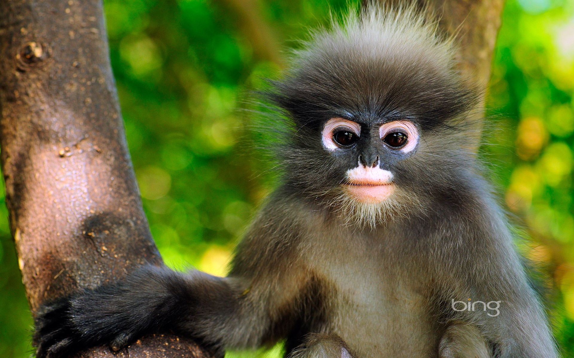 Monkey Wallpapers For Desktop - HD Wallpaper 