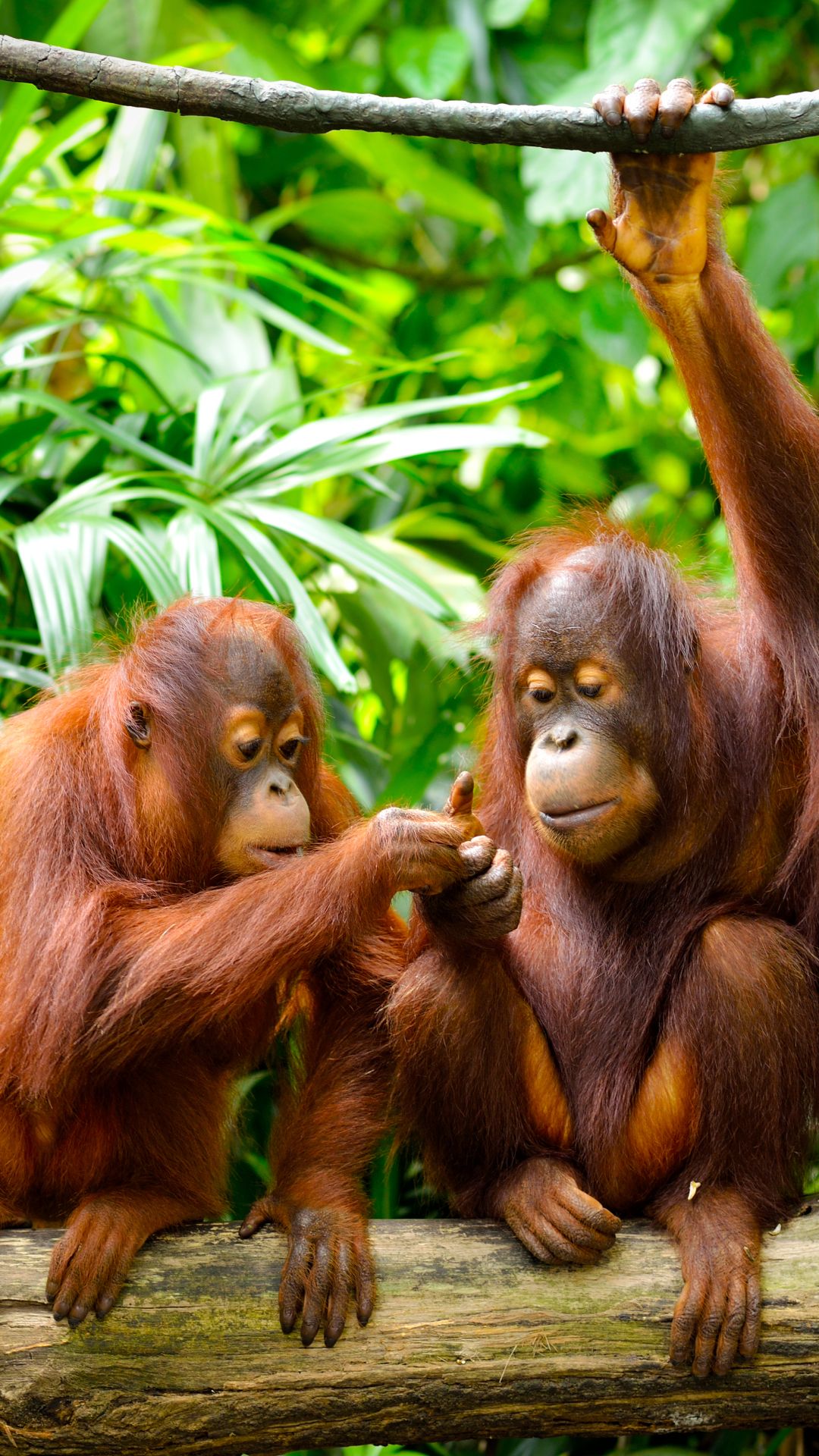 Palm Oil Free Orangutan - HD Wallpaper 