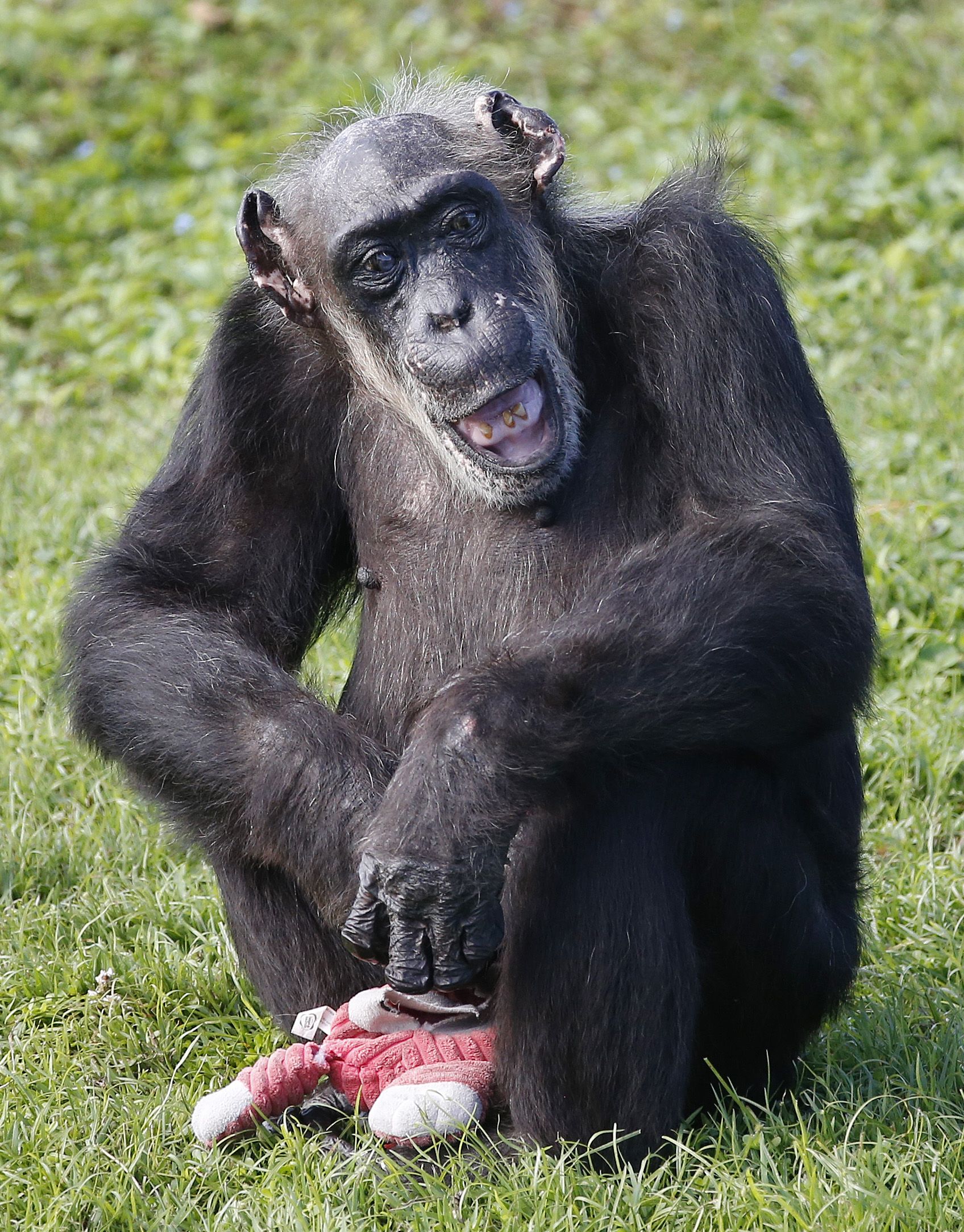 Gettyimages-630428068 - Old Chimpanzee - HD Wallpaper 