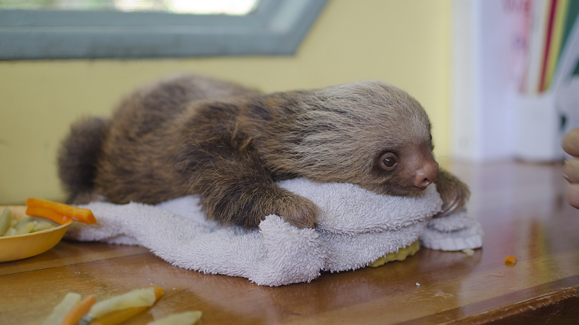Wallpaper Sloth Baby Cute Muzzle - Baby Sloths Desktop - HD Wallpaper 