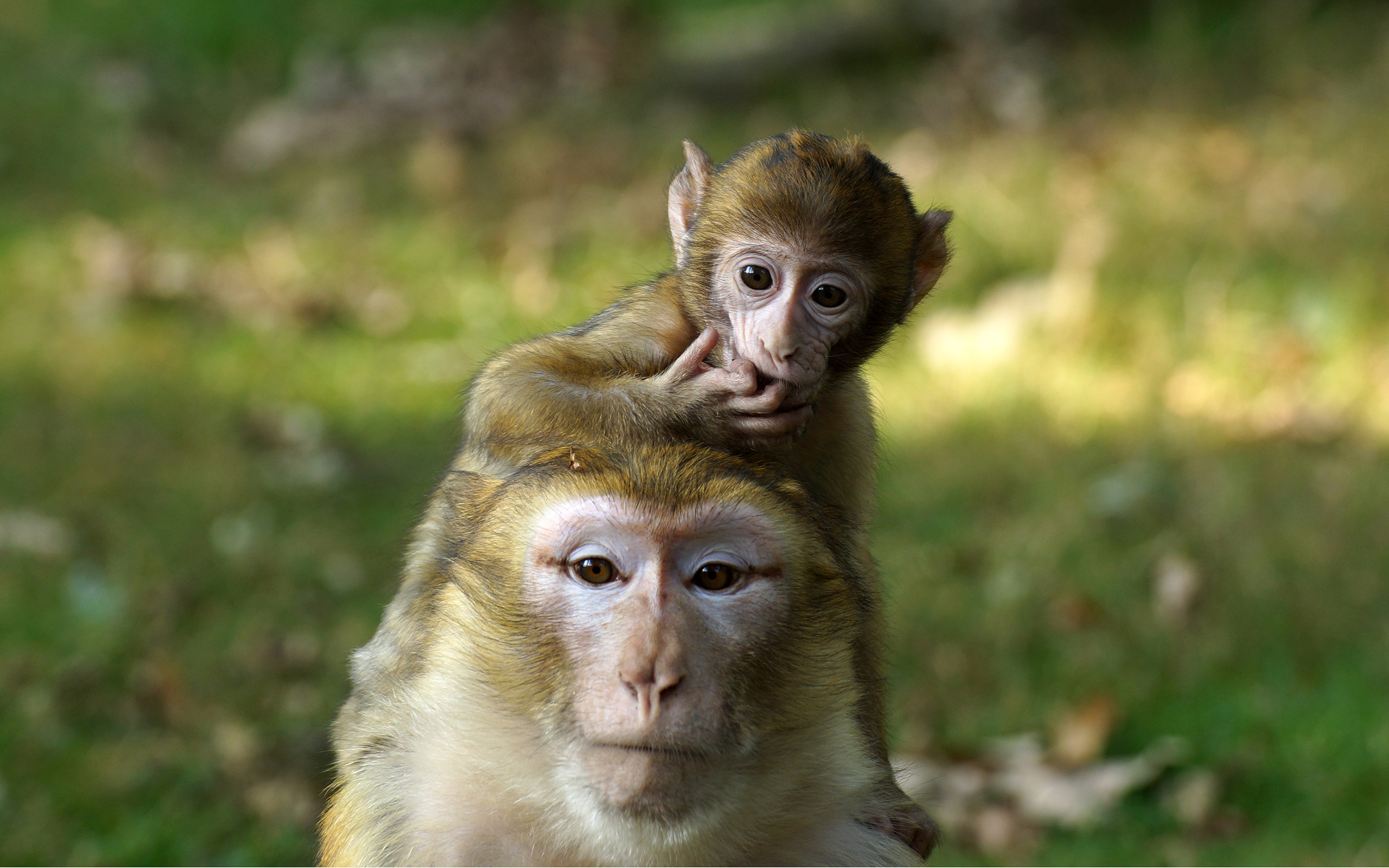 2560x1600, Baby Monkey Wallpapers Baby Monkeys Â - Baby Monkeys - HD Wallpaper 