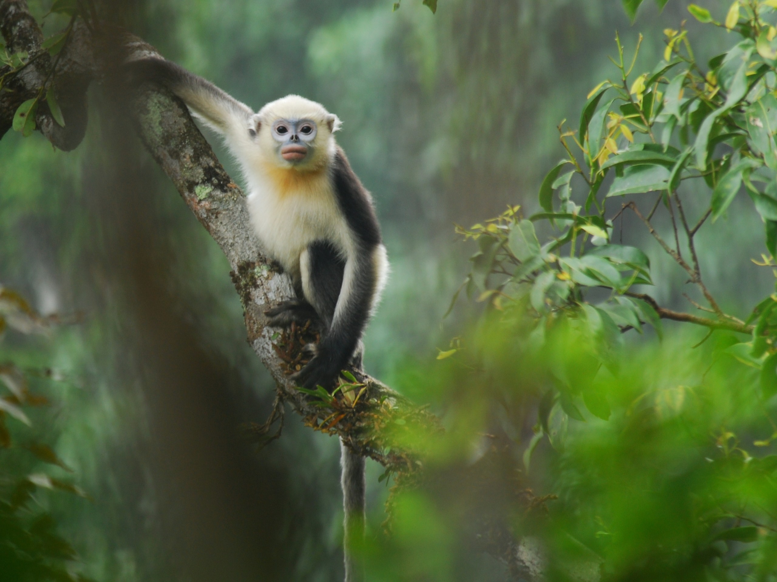 Little Monkey Hd Wallpaper Hd Background Wallpapers - Tonkin Snub Nosed Monkey Vietnam - HD Wallpaper 