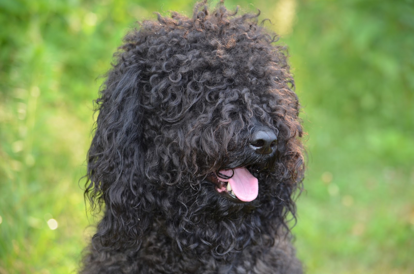 Very Cute Barbet Wallpaper - French Water Dog - HD Wallpaper 