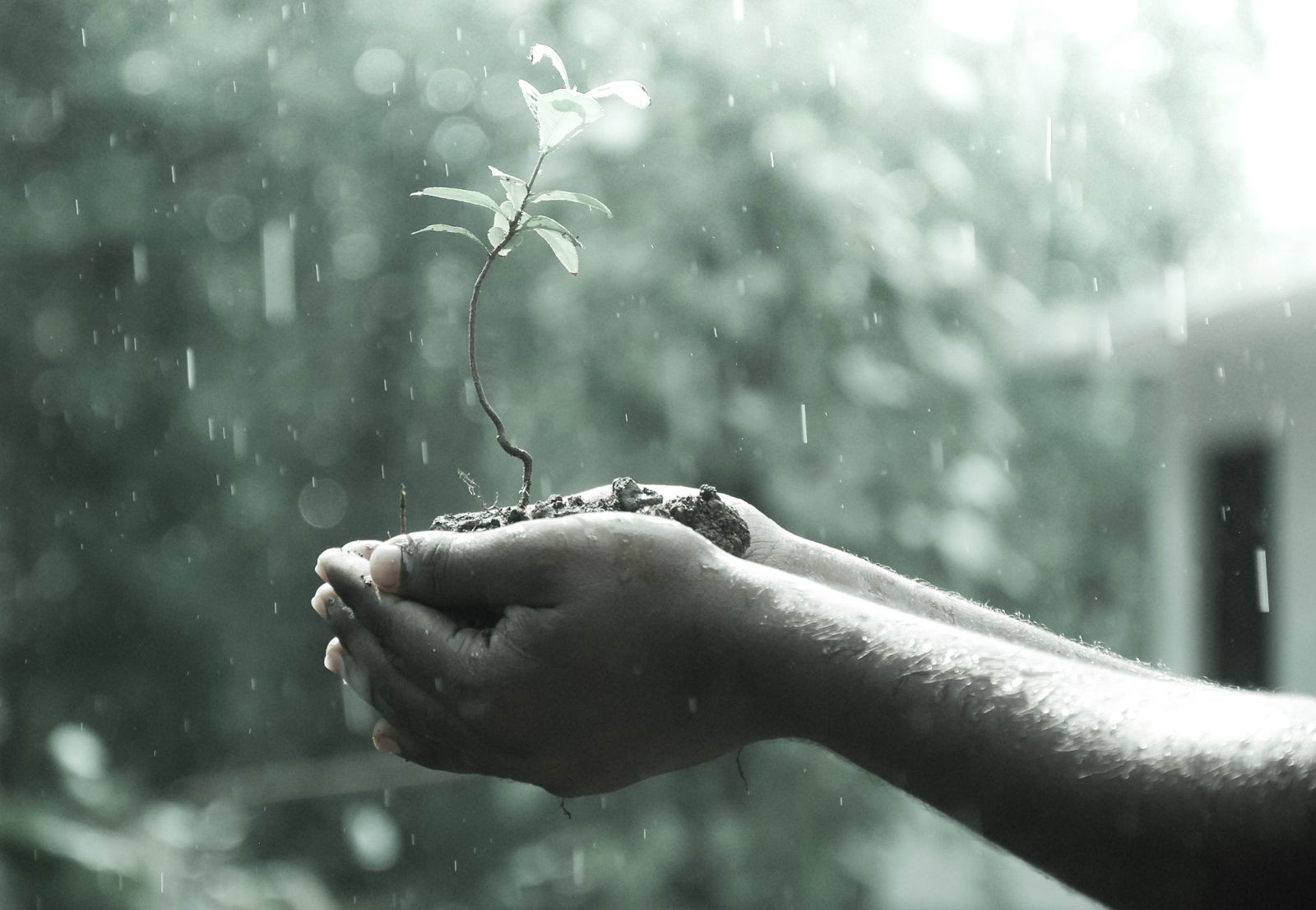 Water Outdoors Macro Plant Hands Wet Wallpaper - Every Day's A Struggle - HD Wallpaper 