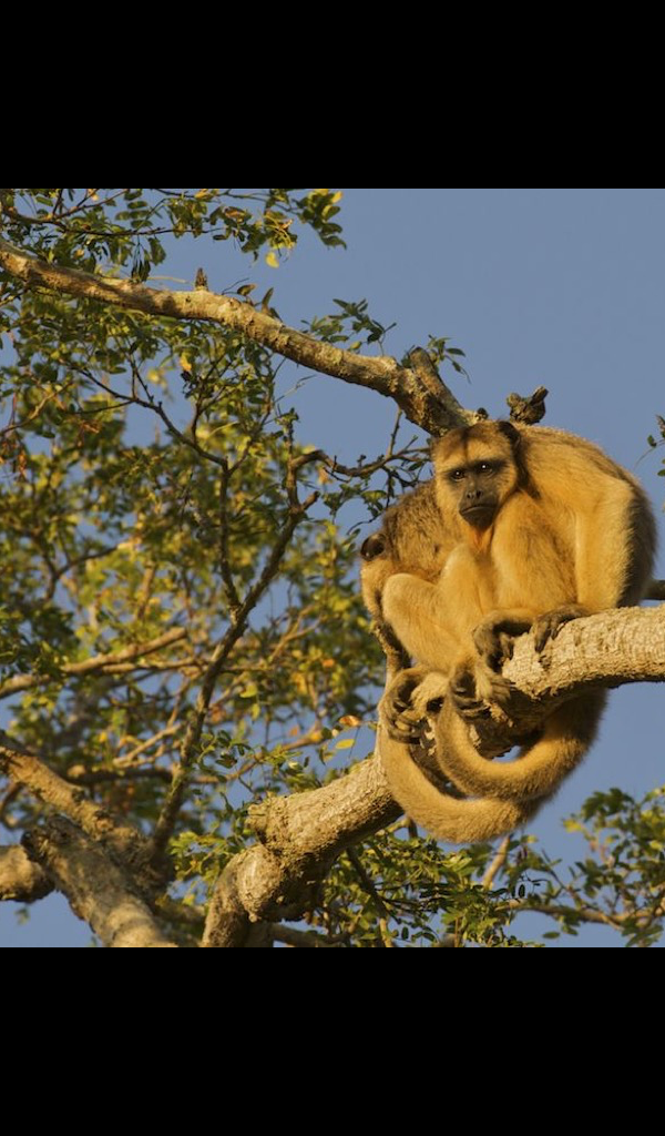 New World Monkey - HD Wallpaper 