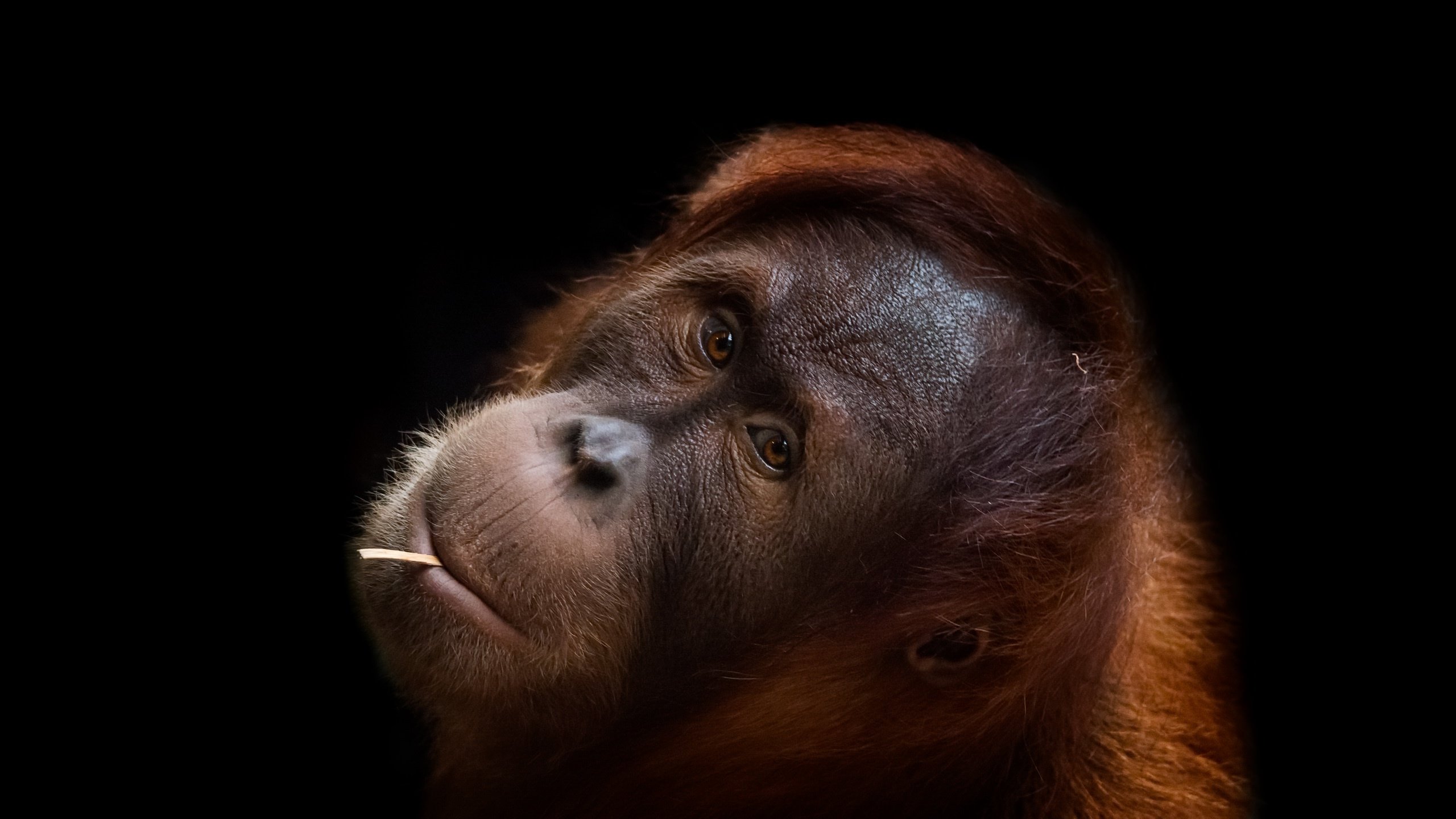 High Resolution Orangutan Hd Wallpaper Id - Orangutan - HD Wallpaper 