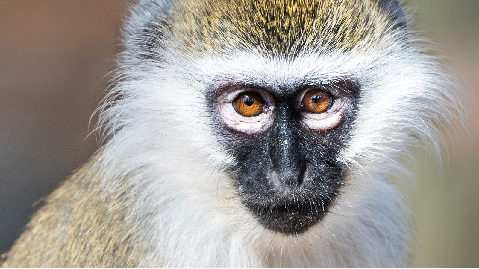 White Monkey Wallpaper - White Monkey Images Hd - HD Wallpaper 