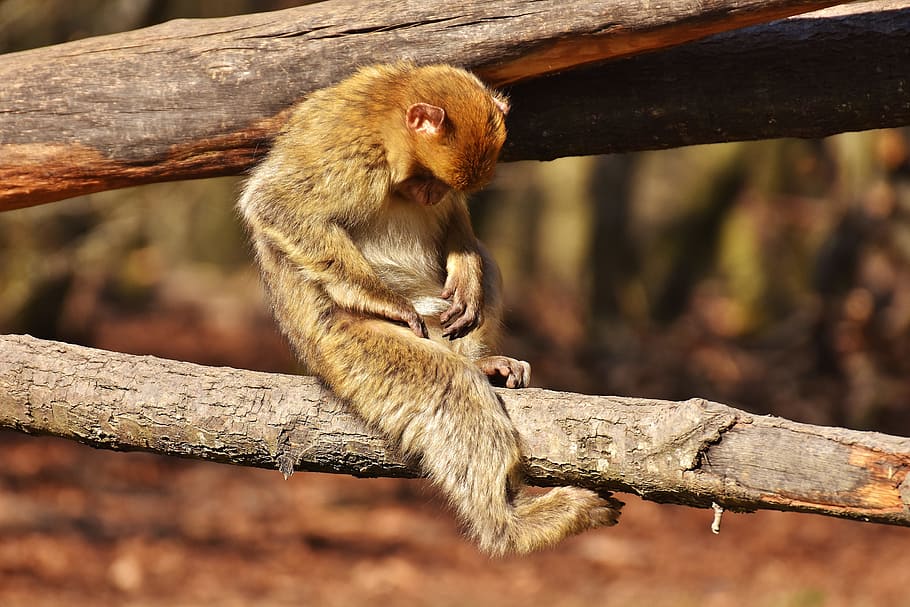 Barbary Ape, Endangered Species, Cute, Monkey Mountain - Endangered Species - HD Wallpaper 