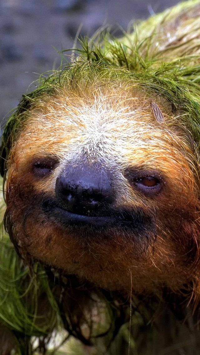 Iphone Wallpaper Sloth Front View - Fond D Écran 4k Paresseux - HD Wallpaper 