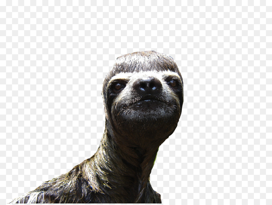 Sloth Animal Desktop Wallpaper - Sloth Png - HD Wallpaper 