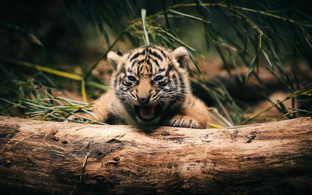 Little Very Cute And Cute Tiger In 4k Lion Wallpaper - Desktop Tiger Background Hd - HD Wallpaper 