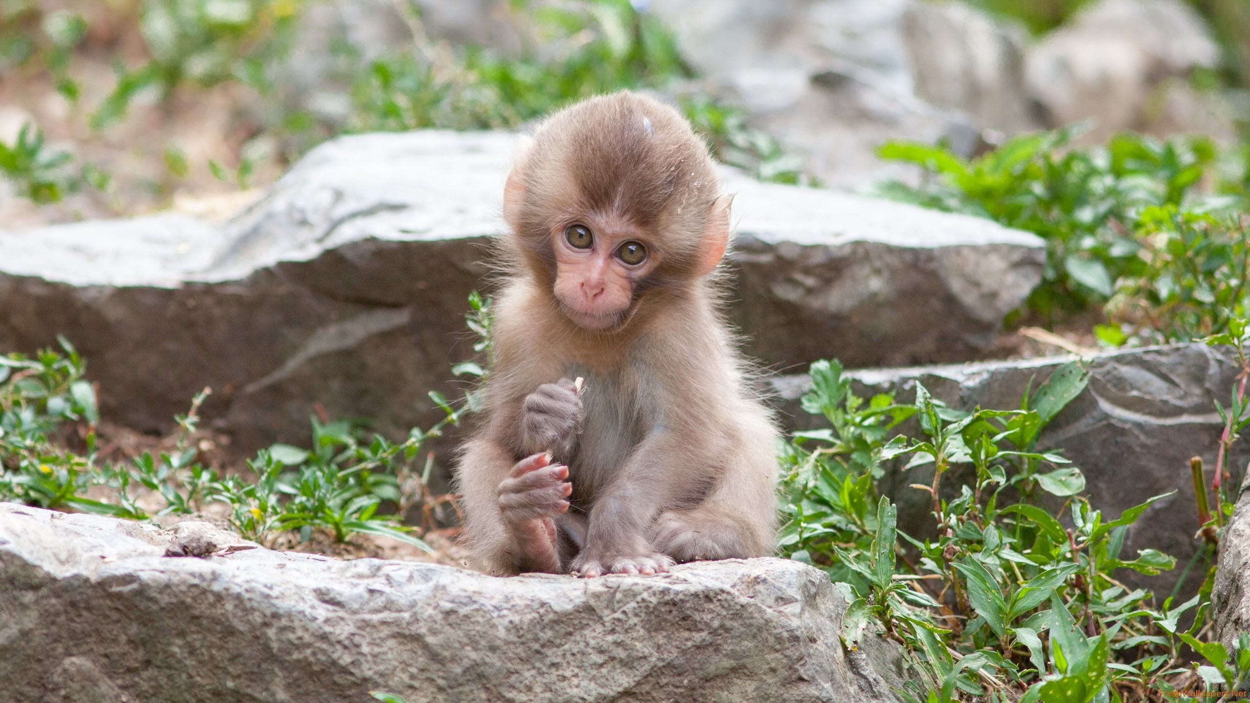 Cute Monkeys Wallpapers Group Hd Wallpapers Pinterest - Cute Monkey Images Download - HD Wallpaper 