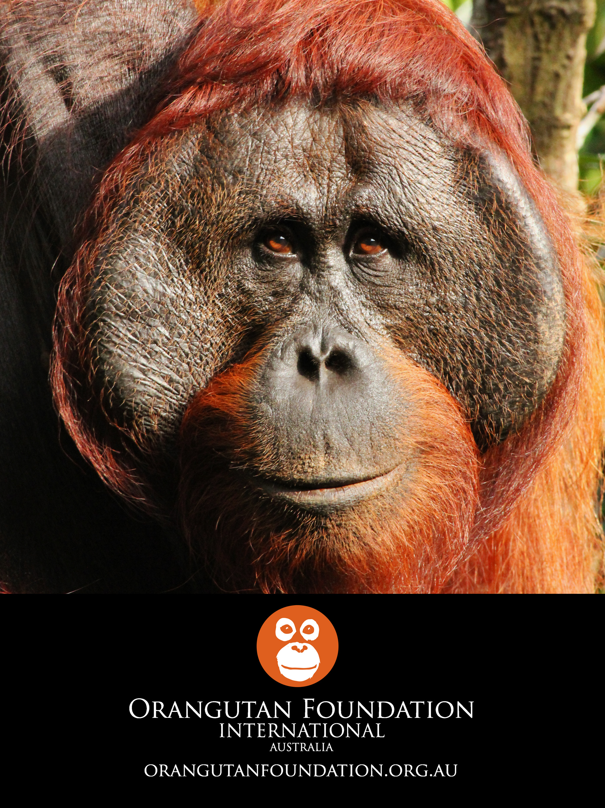 Orangutan - HD Wallpaper 
