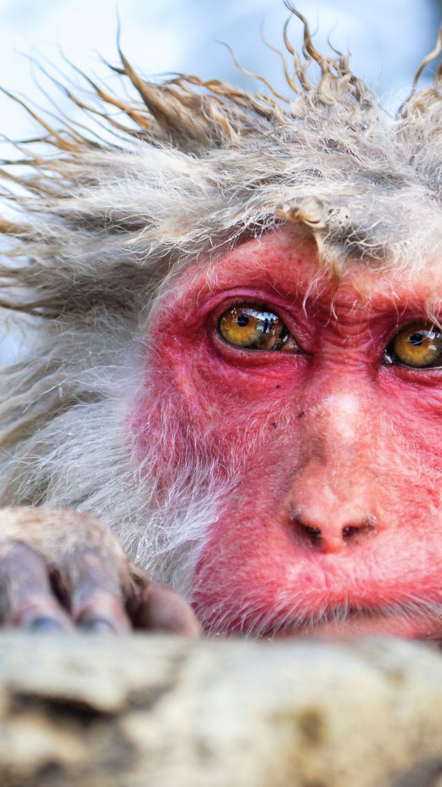 Chimpanzee, Monkey, Cute Animals, Funny - Snow Monkeys Mount Fuji - HD Wallpaper 