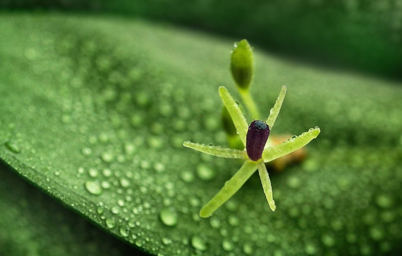 Photo Wallpaper Green, Wet, Flower, Photography, Nature, - Wet Flower - HD Wallpaper 