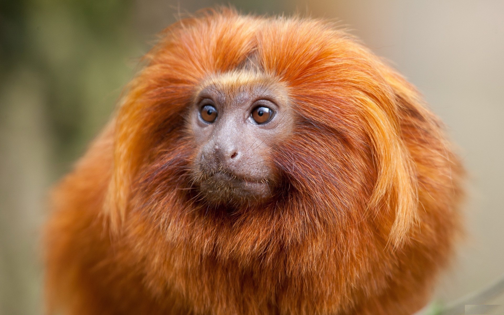 Muzzle Red Baby Monkey Image - Ginger Monkeys - HD Wallpaper 
