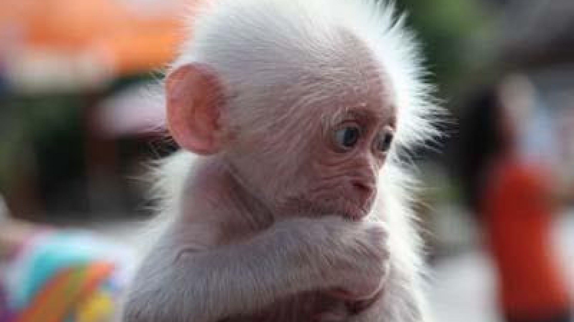 Albino Chimpanzee Baby - HD Wallpaper 