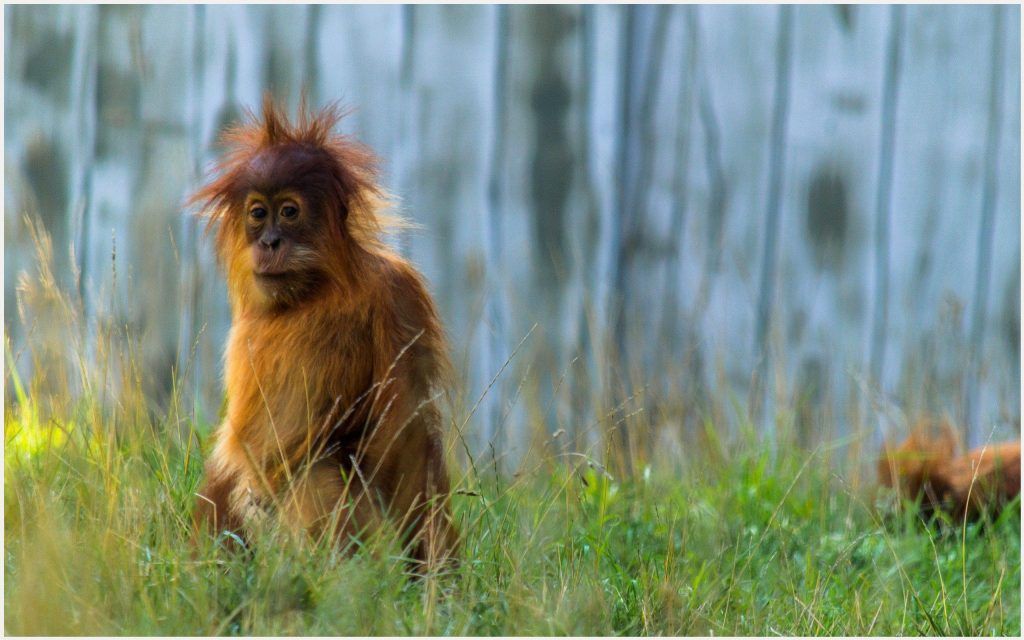 Orangutan Wallpaper Hd - HD Wallpaper 