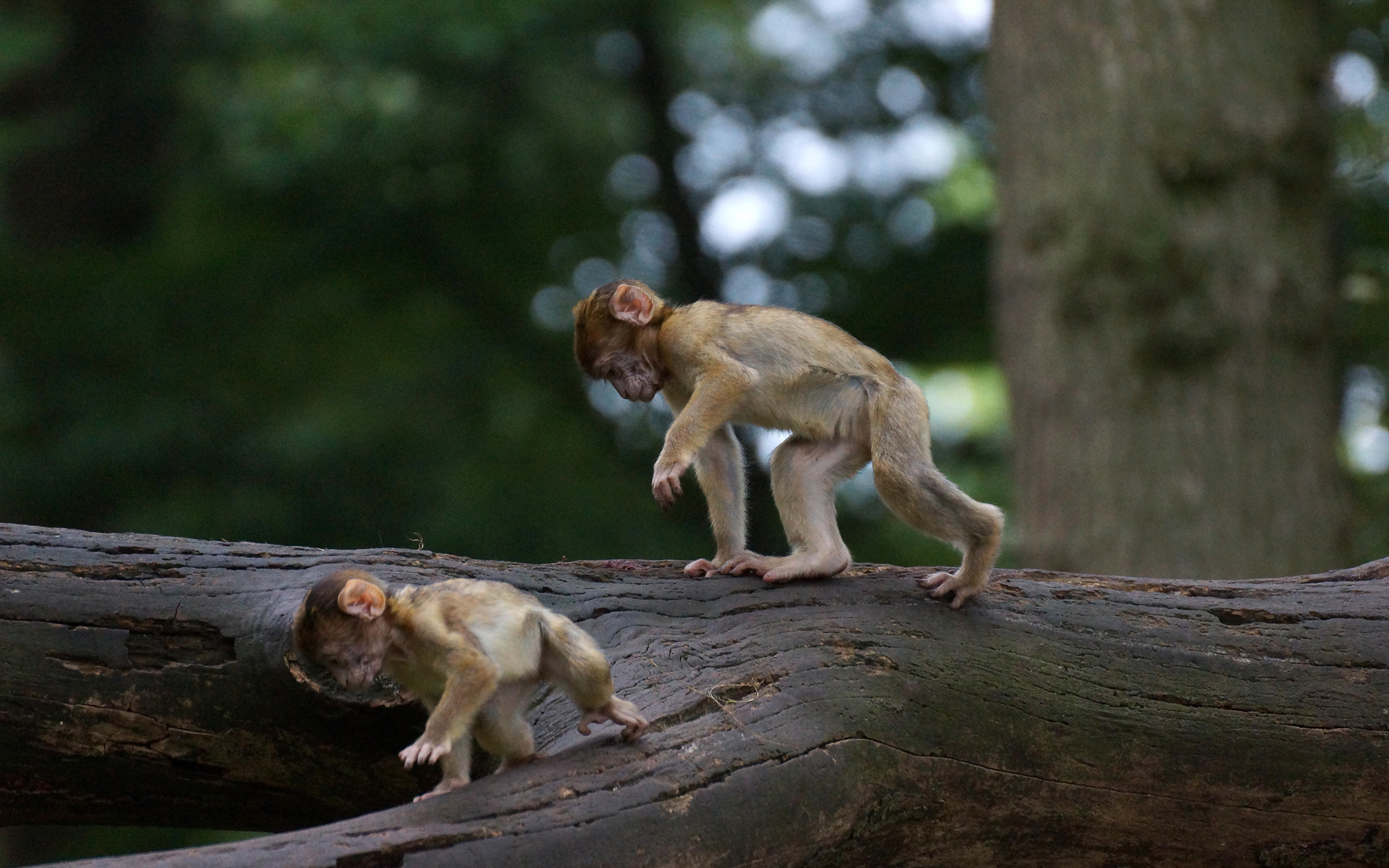 Baby Monkeys In The Jungle - HD Wallpaper 