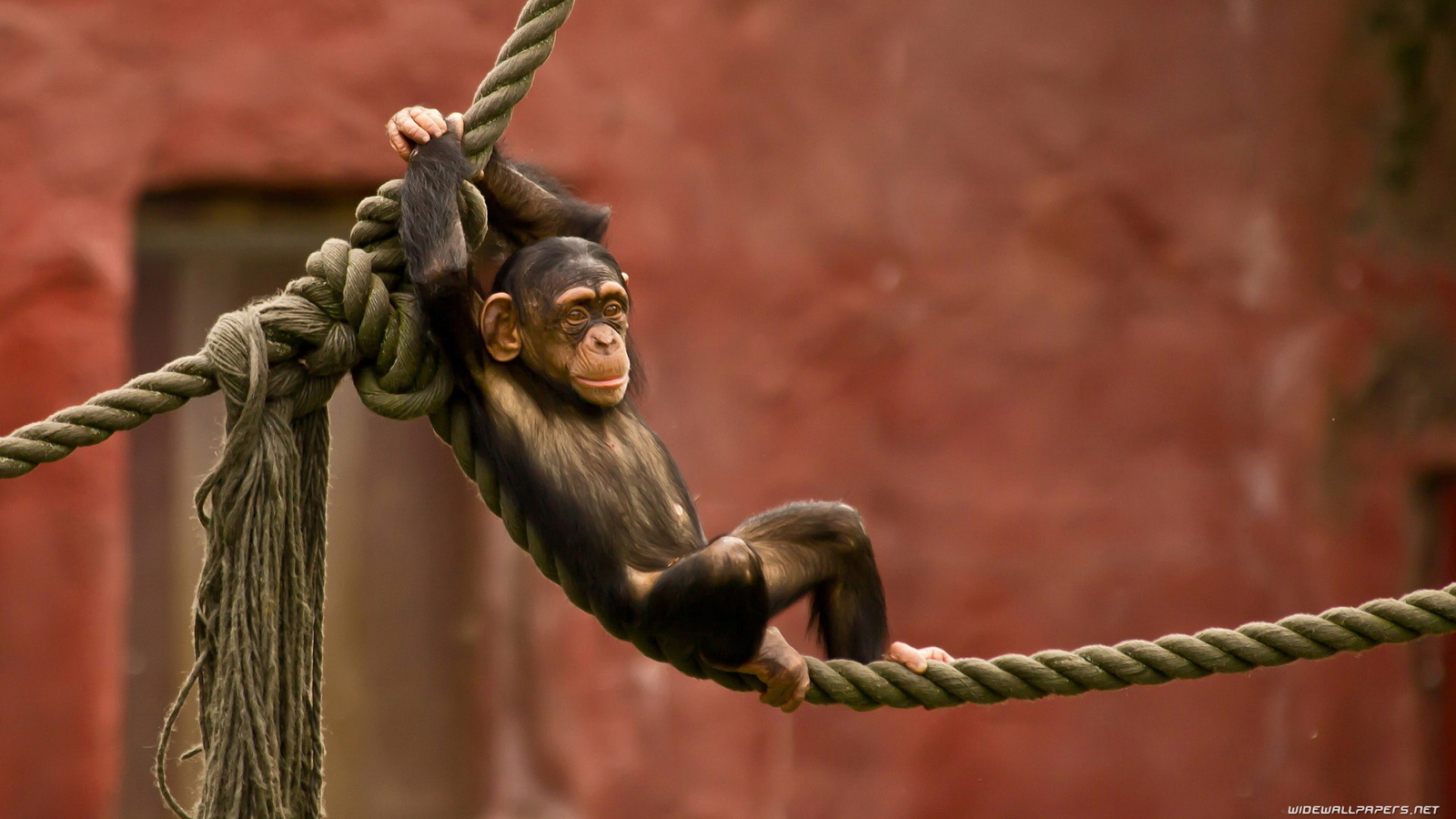Funny Wallpaper Hd 1080p Free Download - 1600x900 Wallpaper Funny Wallpaper Hd 1080p Free Download - 1600x900 Wallpaper