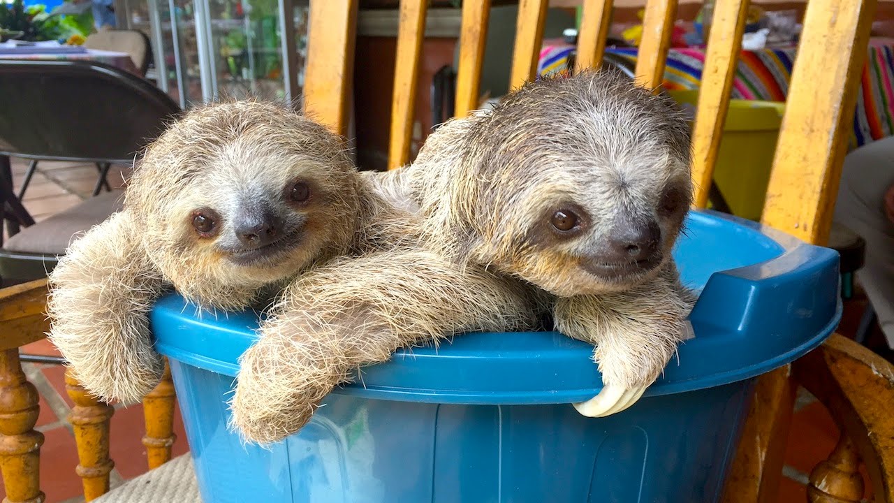 Cute Sloths - HD Wallpaper 