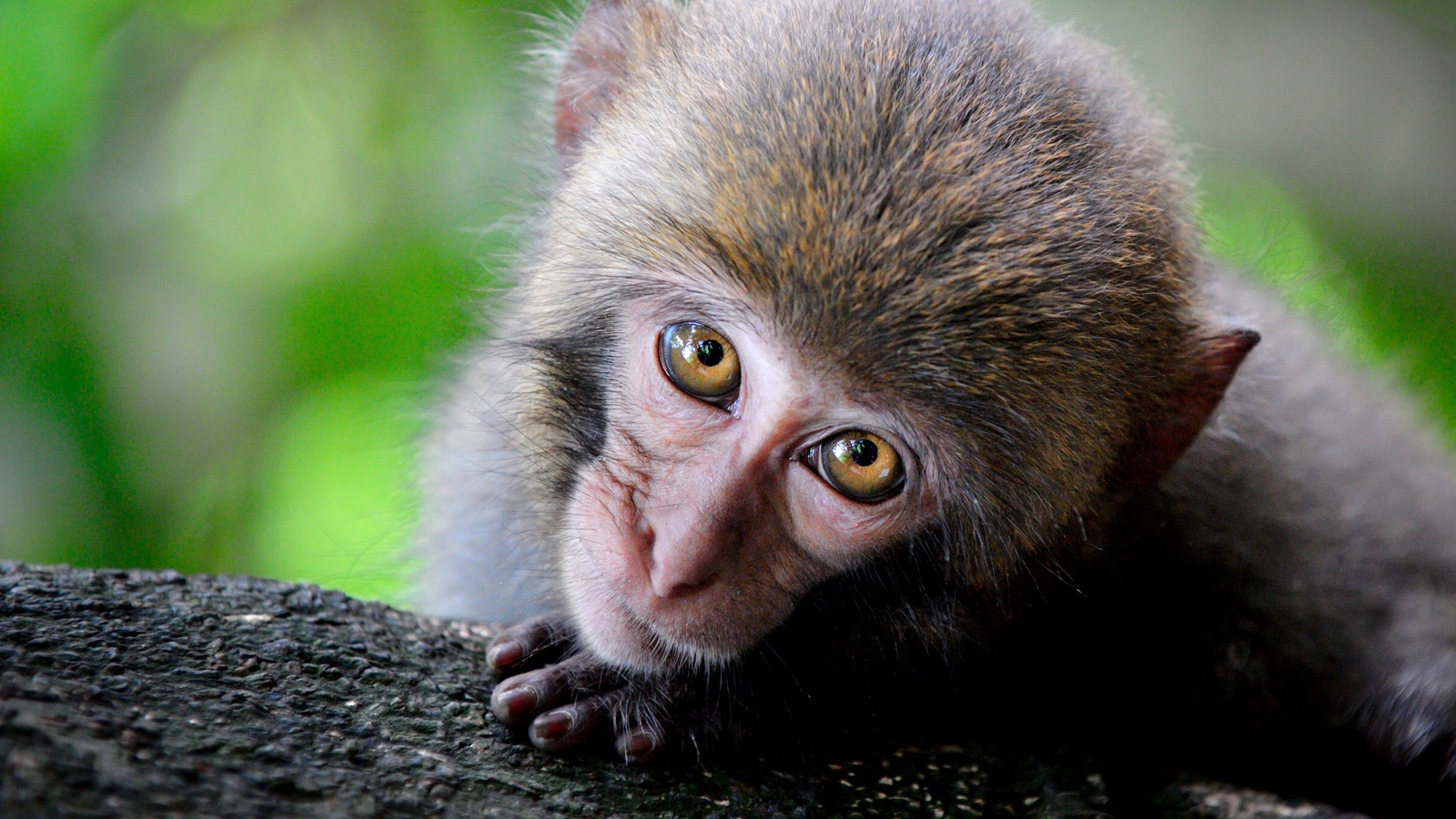 Wallpaper Monkey, Cute, Look, Primate - Monkey Hd - HD Wallpaper 