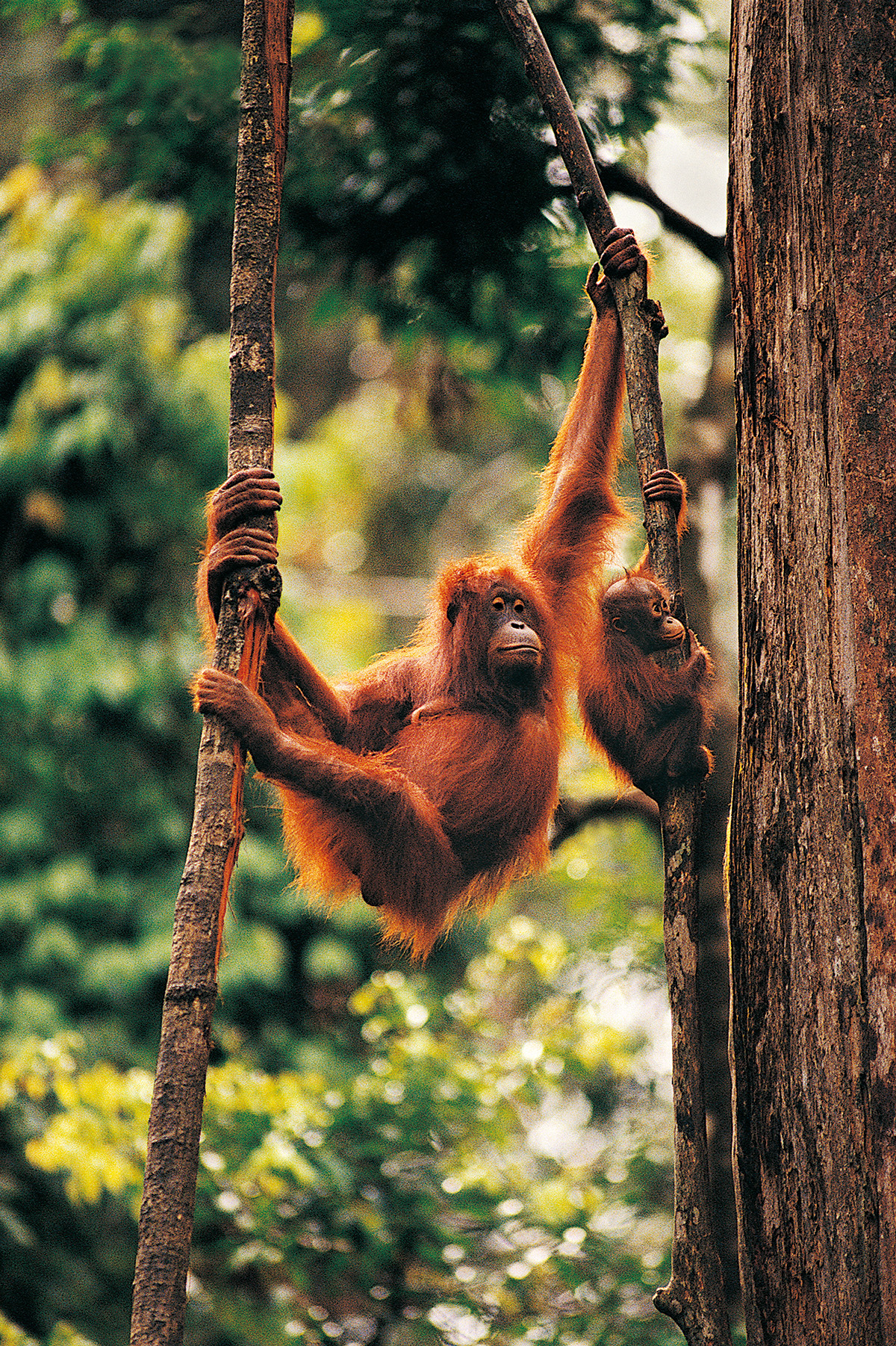 Woods, Climbing Trees, Orangutans - Orangutan - HD Wallpaper 