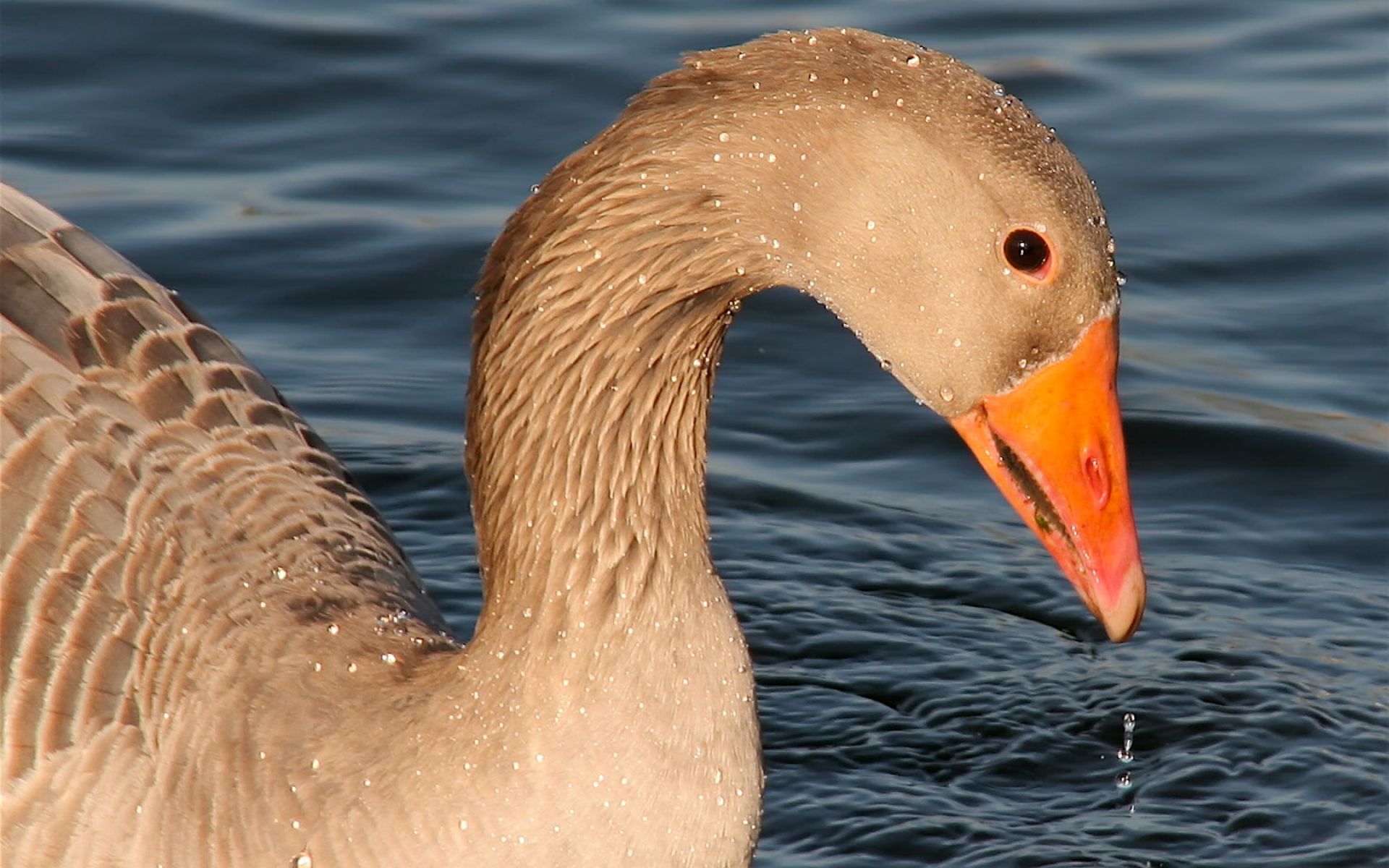 Goose Wet Lake Wallpaper - Wet Goose - HD Wallpaper 