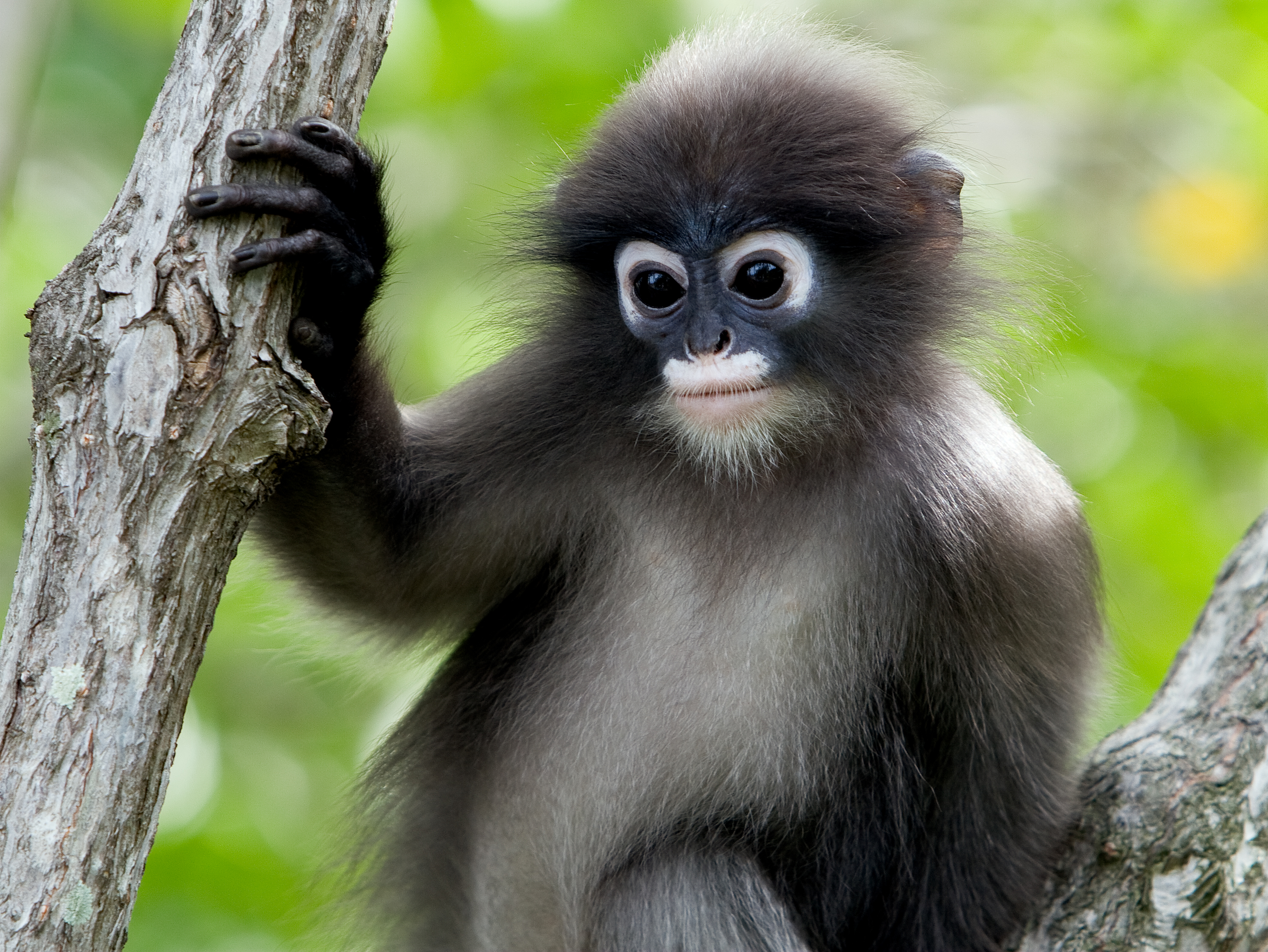 Dusky Leaf Monkey - HD Wallpaper 