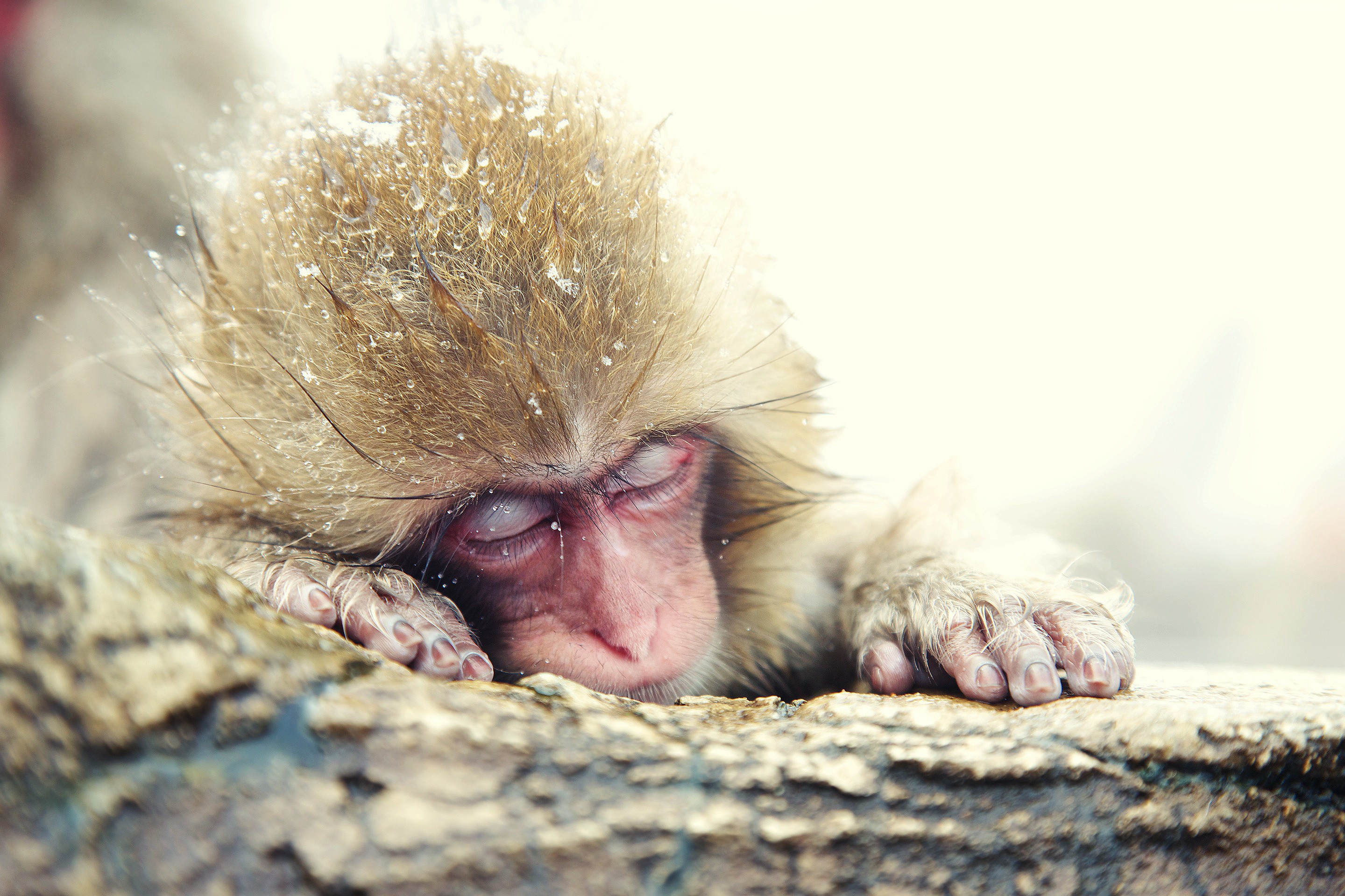 Macaque Monkey - HD Wallpaper 