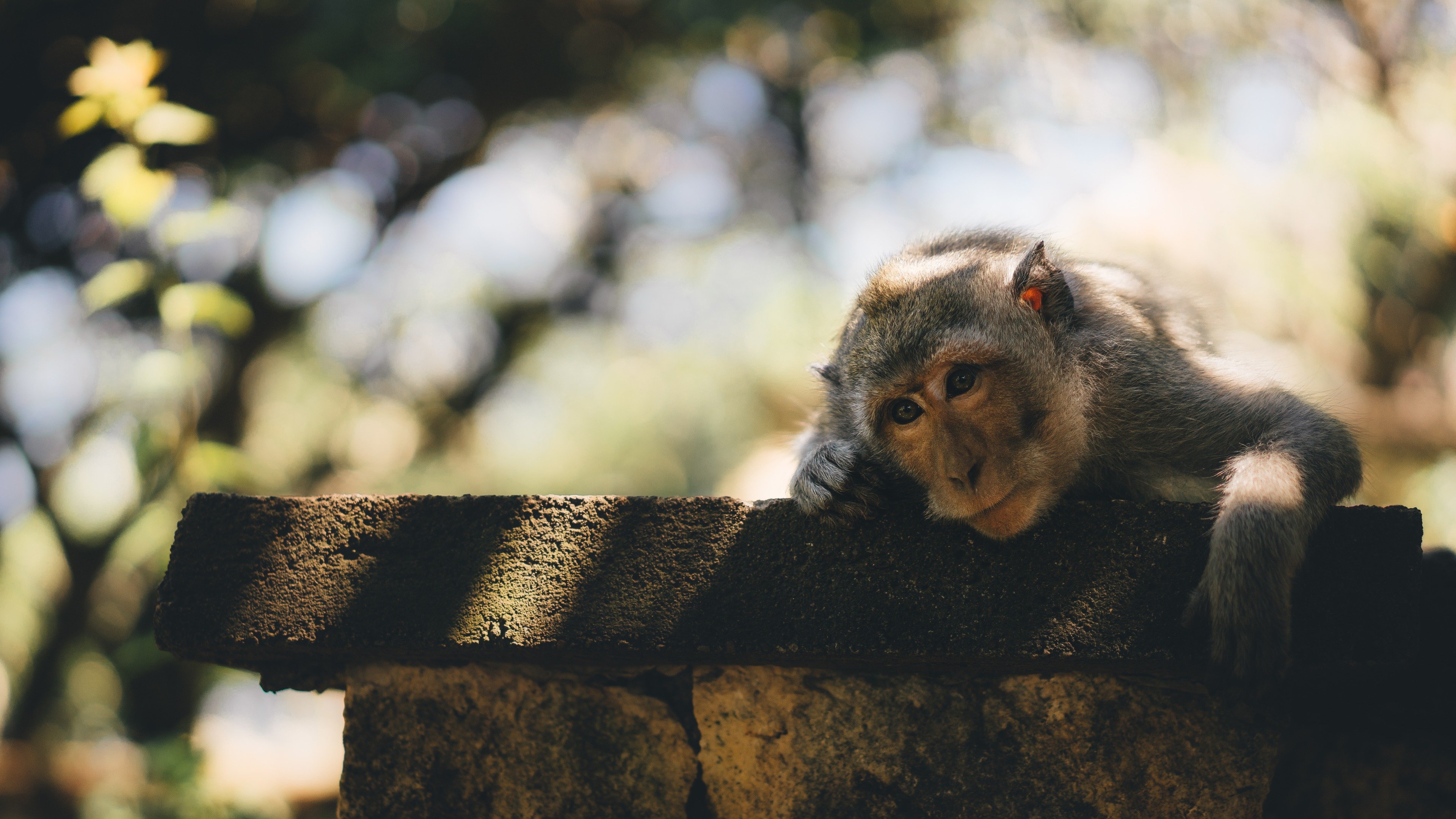 Cute Monkey On Fence Close-up Wallpaper - Cute Monkey On Tree - HD Wallpaper 