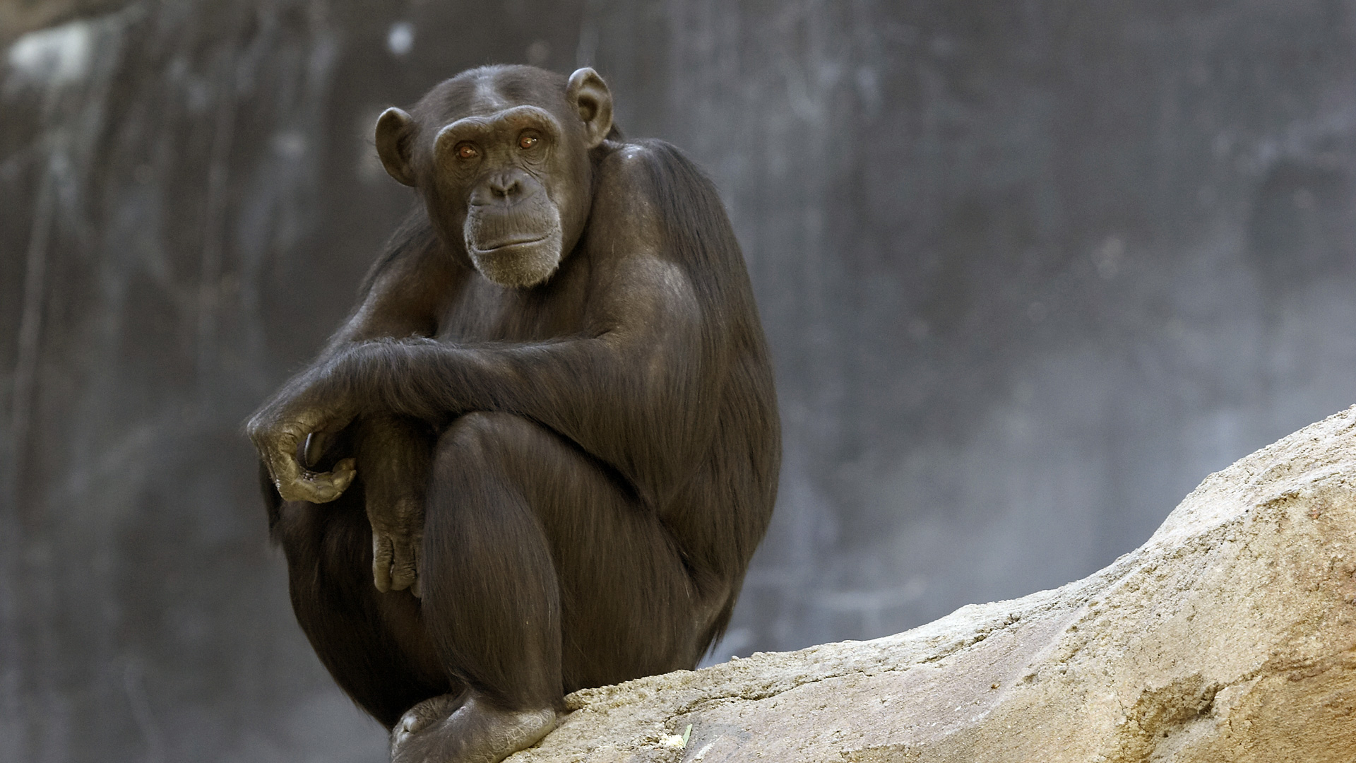 Chimpanzee Genome Project - HD Wallpaper 