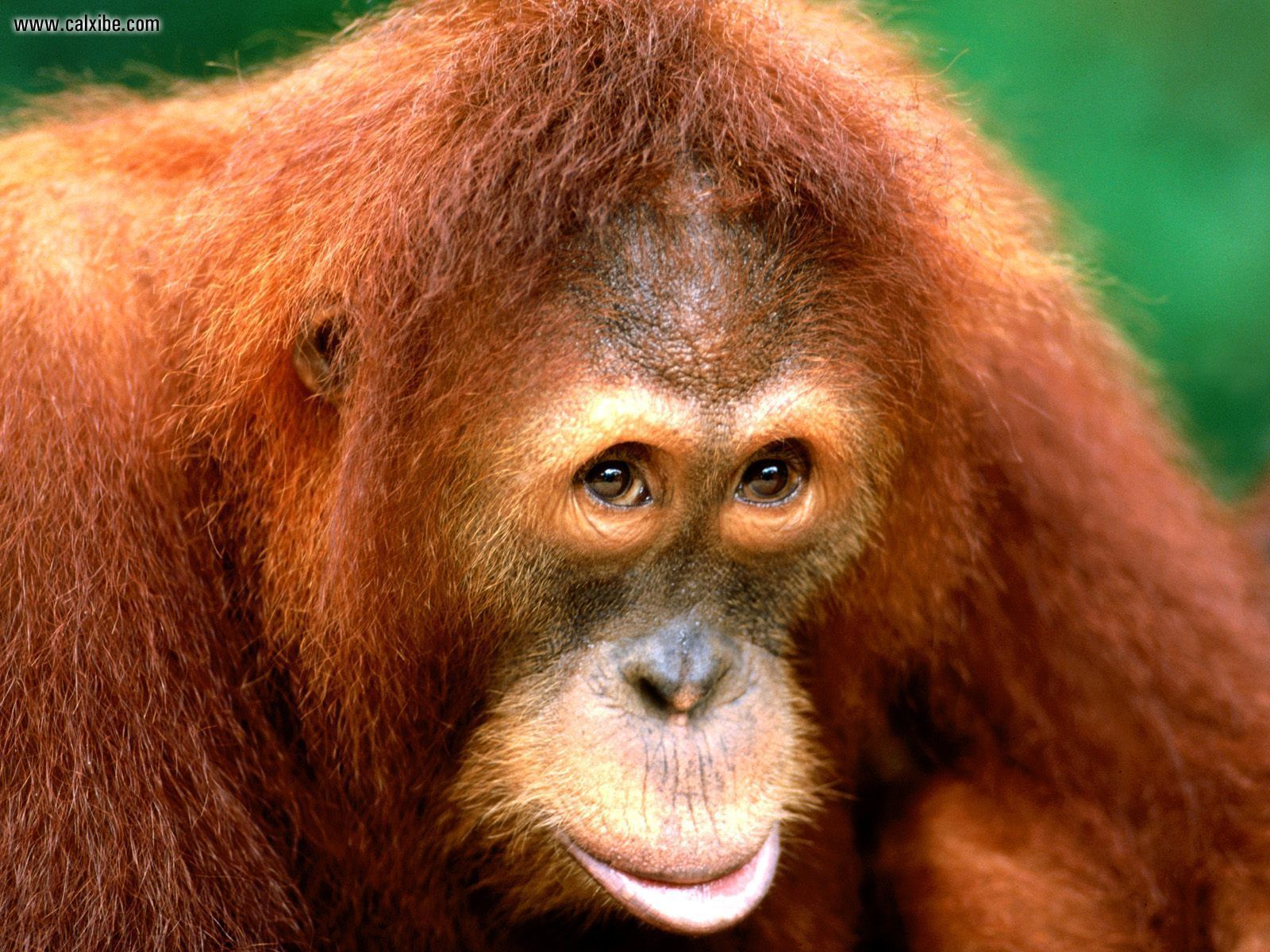 Monkeys Orangutan - HD Wallpaper 