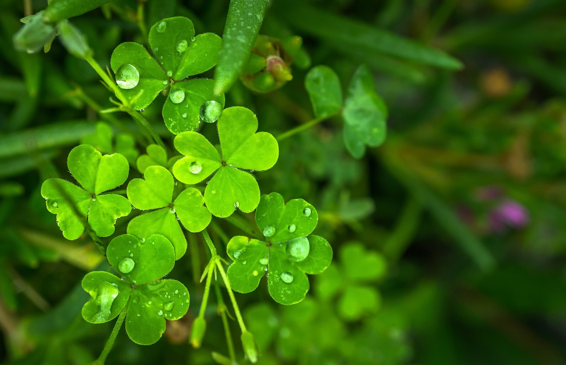 Wet Clover Wallpaper - Good Luck Wallpaper Hd - HD Wallpaper 