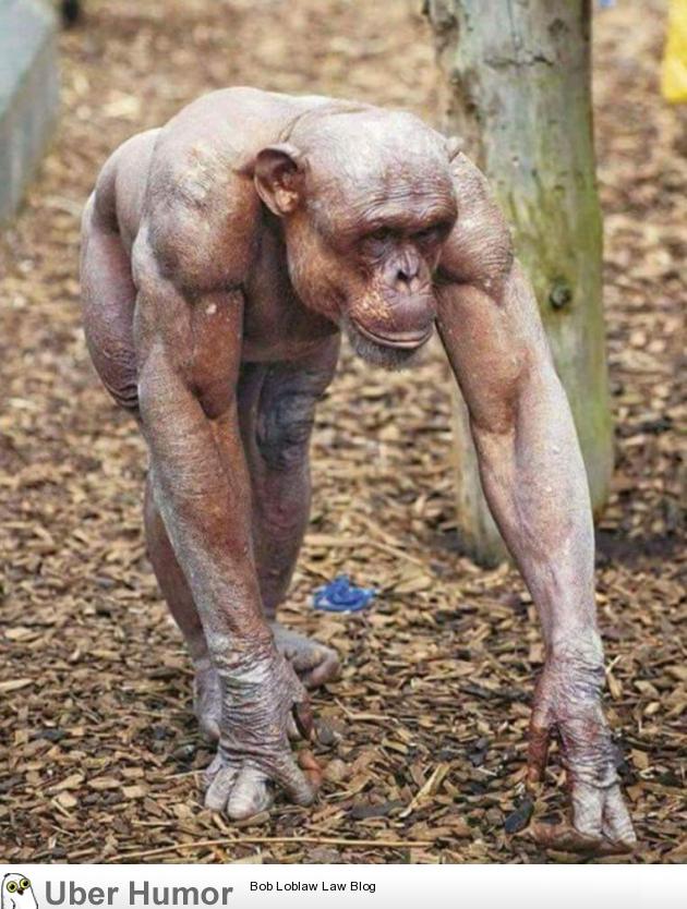 Funny Pictures - Pet Chimpanzee - HD Wallpaper 