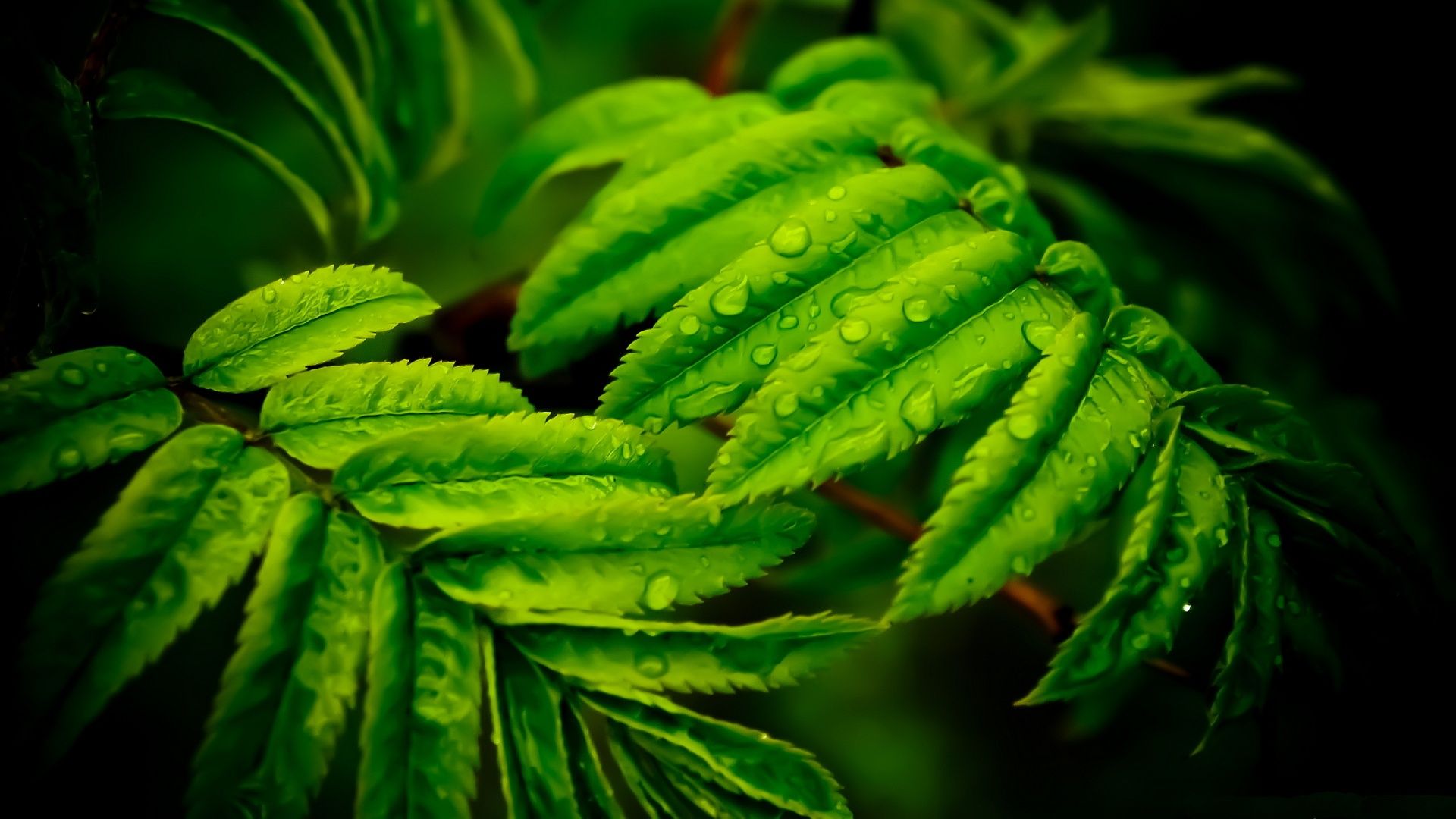 Green Leaves - HD Wallpaper 