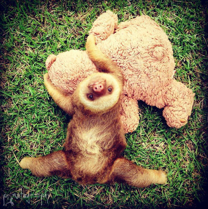 Cute-sloths - Cute Animals Costa Rica - HD Wallpaper 