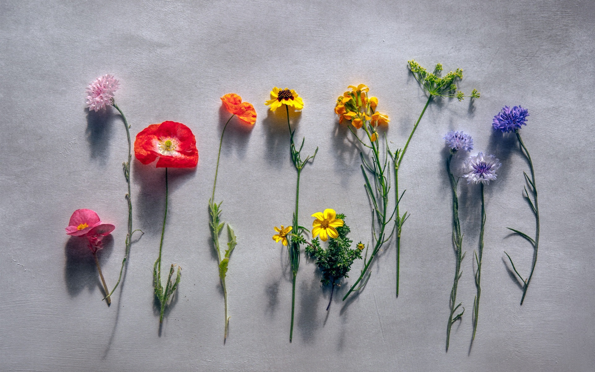 Wallpaper Different Kinds Flowers, Gray Background - Fondo De Pantalla Gris Con Flores - HD Wallpaper 