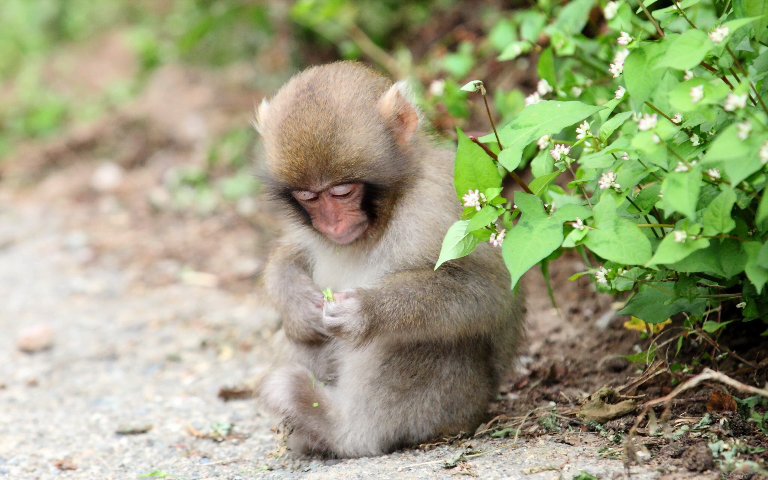2560x1600, Hd Wallpaper - Cute Baby Monkey Backgrounds - HD Wallpaper 