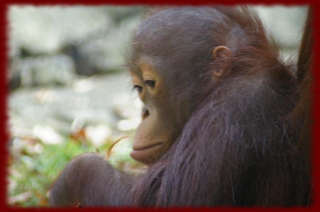 2018 - Orangutan - HD Wallpaper 