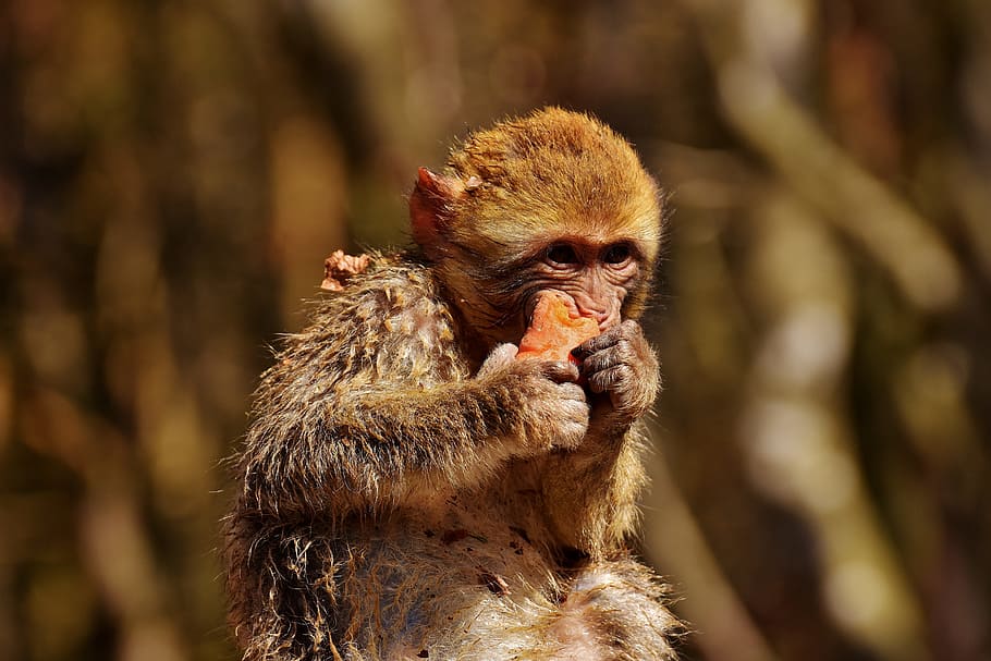 Cute Monkey Wallpaper - HD Wallpaper 