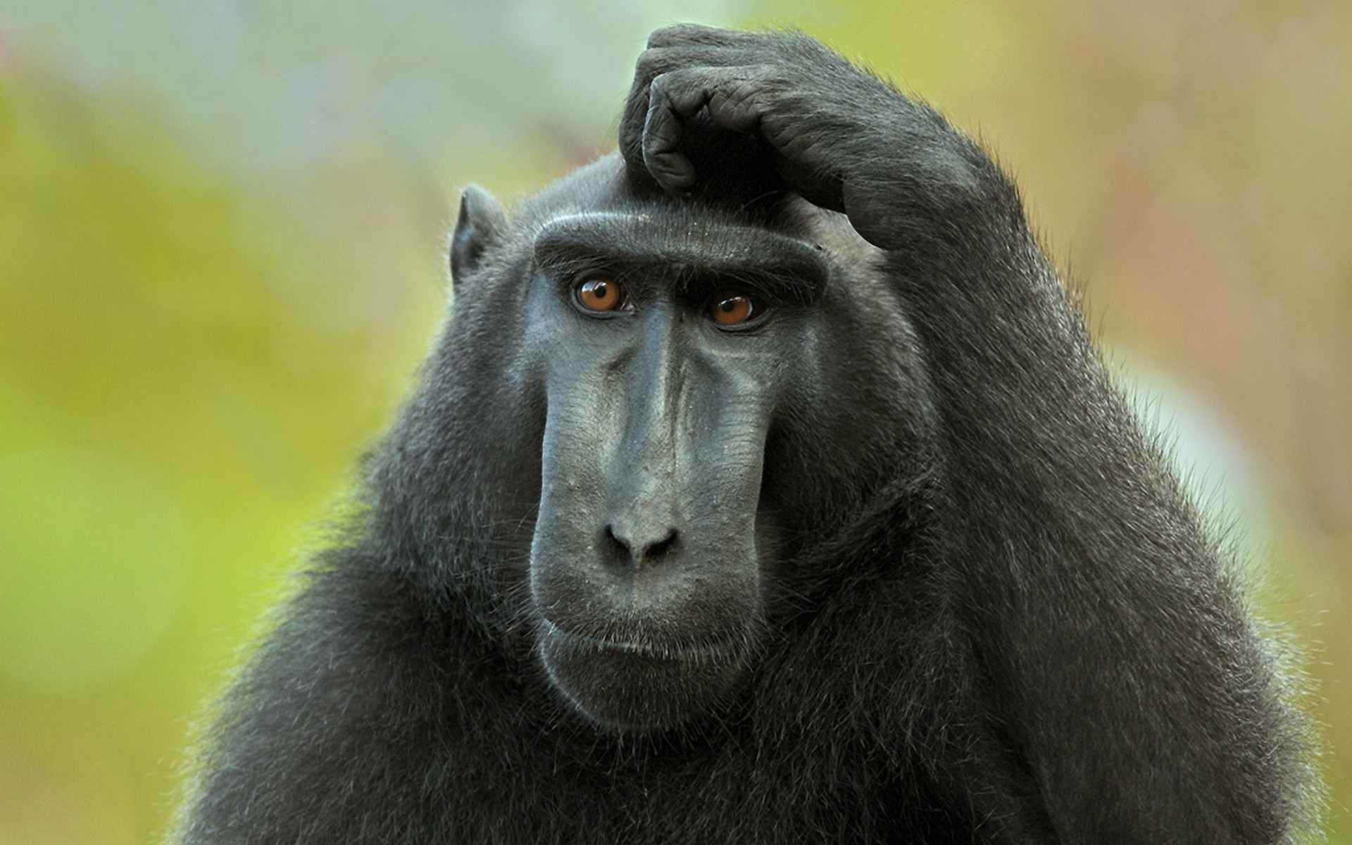 Free Monkey Wallpaper - HD Wallpaper 