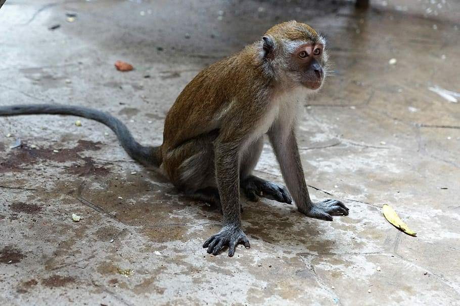 Animal World, Monkey, Nature, Mammal, Primate, Wild, - Rhesus Macaque - HD Wallpaper 