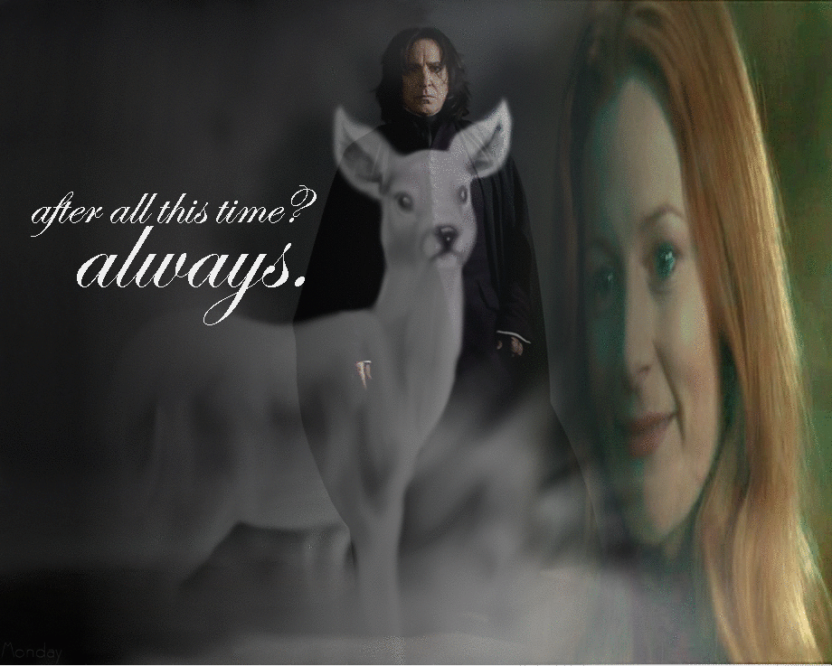 After All This Time - Animal - HD Wallpaper 