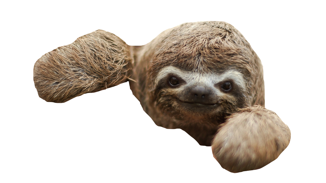 Three-toed Sloth Baby Sloths Desktop Wallpaper - Transparent Sloth Png - HD Wallpaper 