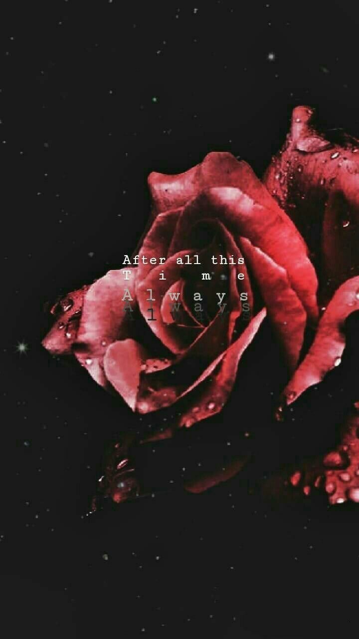 Short Poem About Rose - HD Wallpaper 