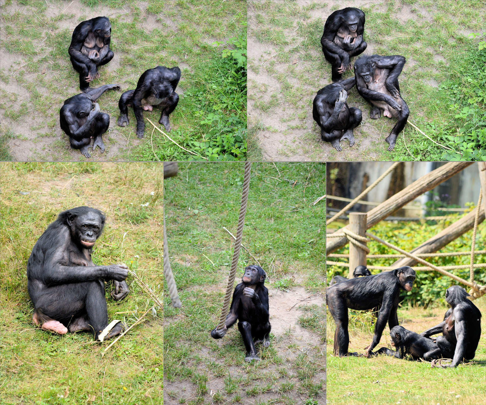 Bonobo Ape Monkey Free Photo - HD Wallpaper 