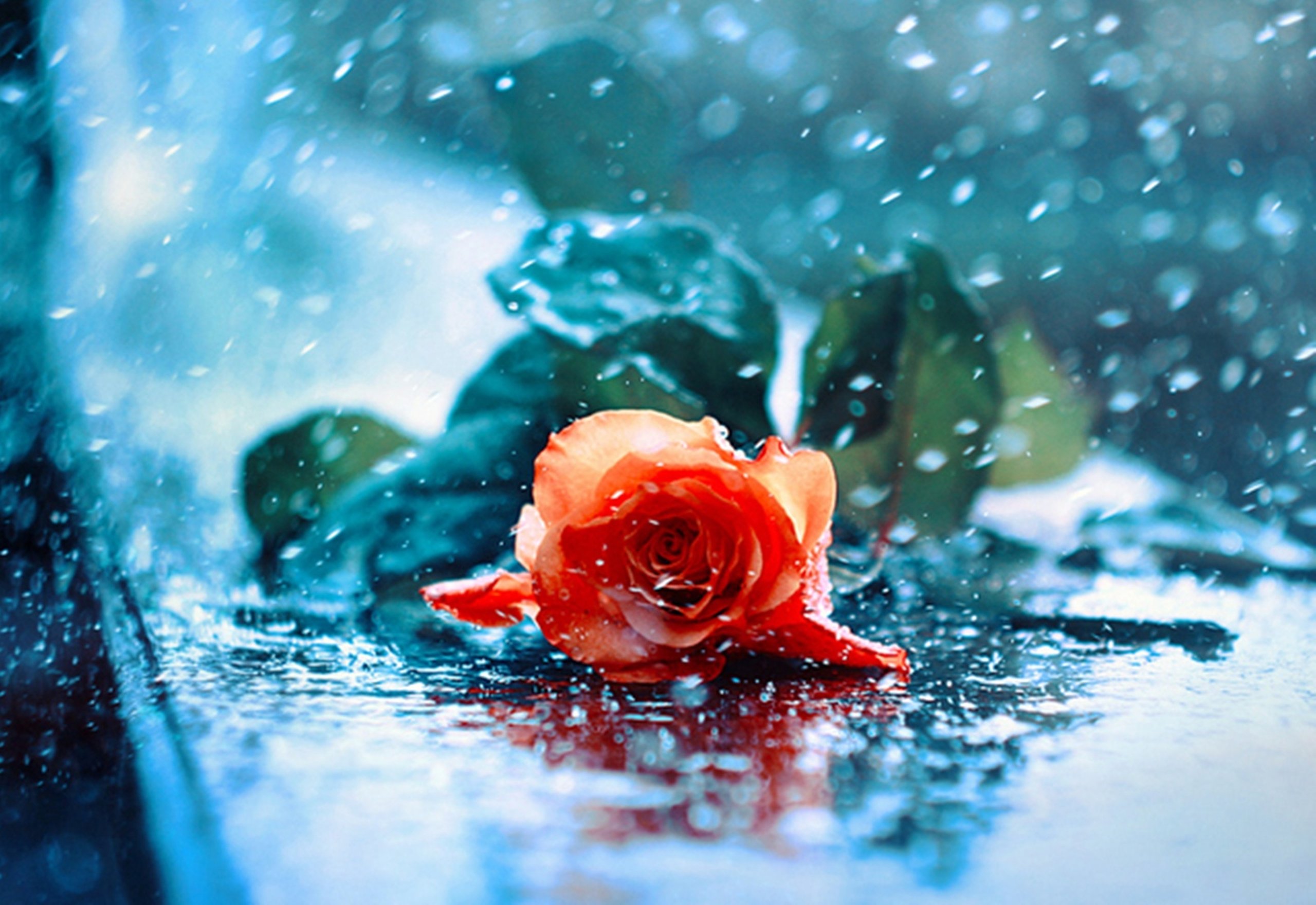 Red Rose In Water - HD Wallpaper 